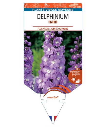 DELPHINIUM nain (rose foncé à cœur blanc)