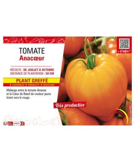 TOMATE ANACŒUR Plant greffé