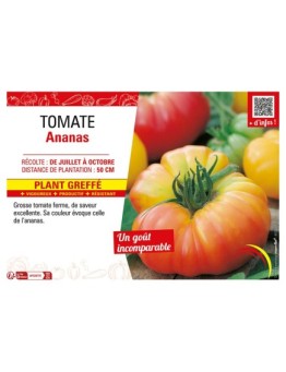 TOMATE ANANAS Plant greffé