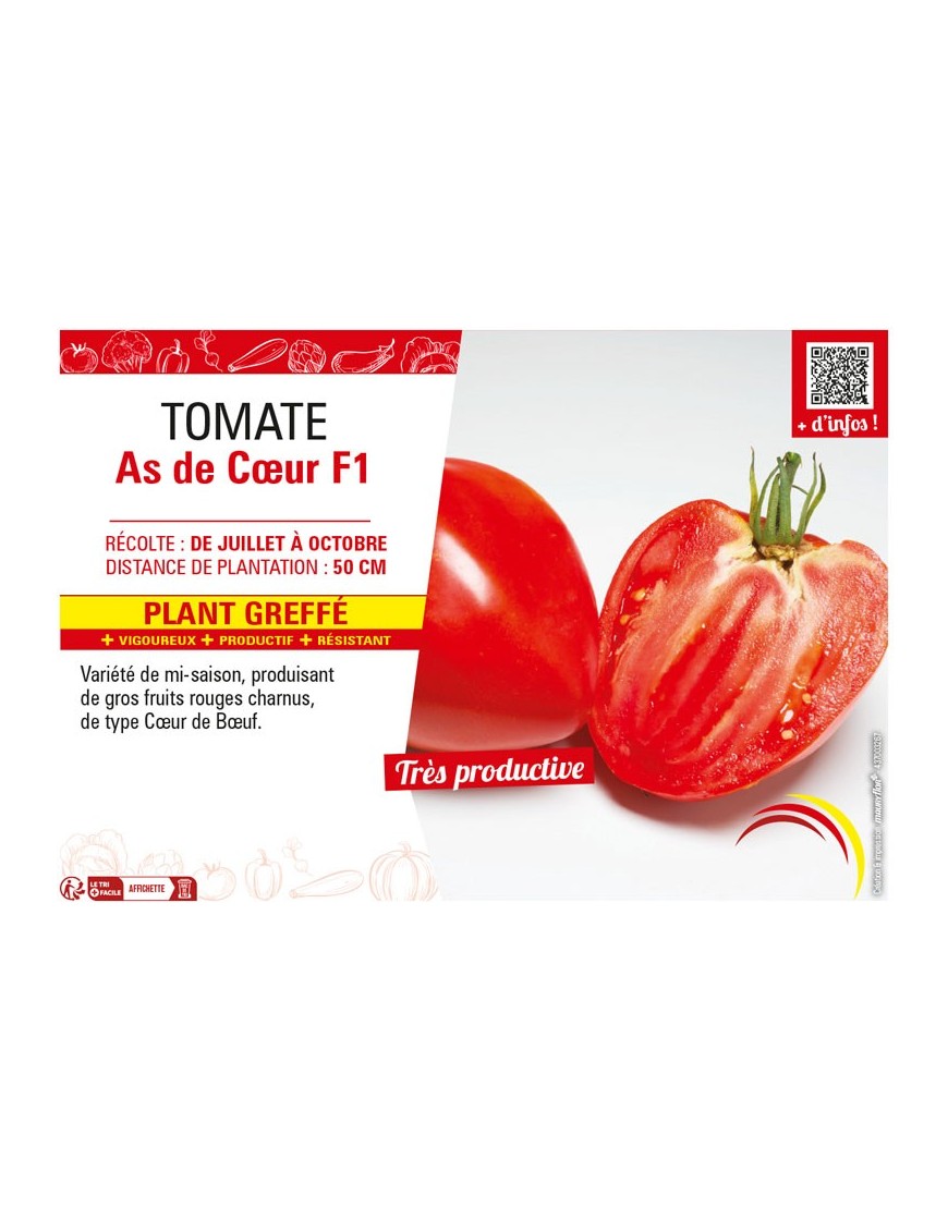TOMATE AS DE CŒUR F1 Plant greffé