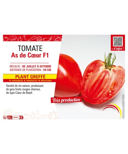 TOMATE AS DE CŒUR F1 Plant greffé