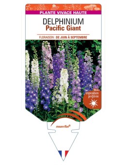 DELPHINIUM Pacific Giant
