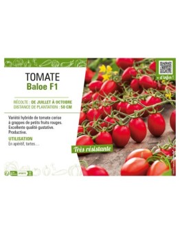 TOMATE BALOE F1