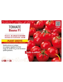 TOMATE BAUNA F1 Plant greffé