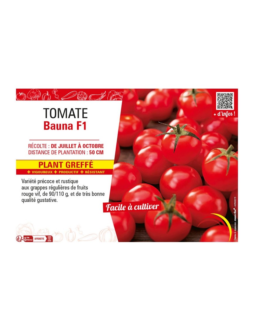 TOMATE BAUNA F1 Plant greffé