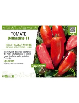 TOMATE BELLANDINE F1