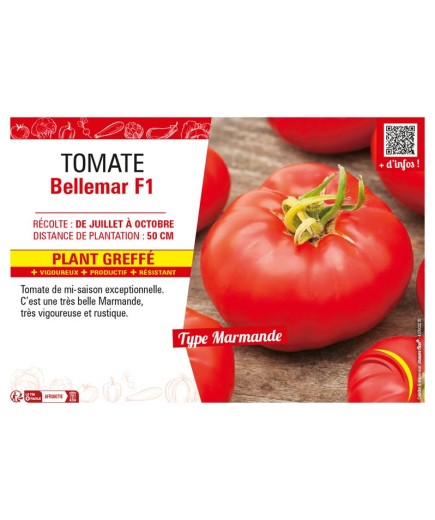 TOMATE BELLEMAR F1 Plant greffé