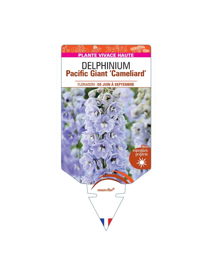 DELPHINIUM Pacific Giant CAMELIARD