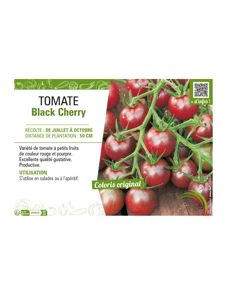 TOMATE BLACK CHERRY