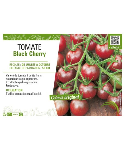 TOMATE BLACK CHERRY