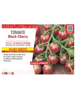 TOMATE BLACK CHERRY Plant greffé