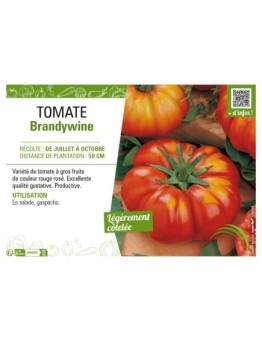 TOMATE BRANDYWINE