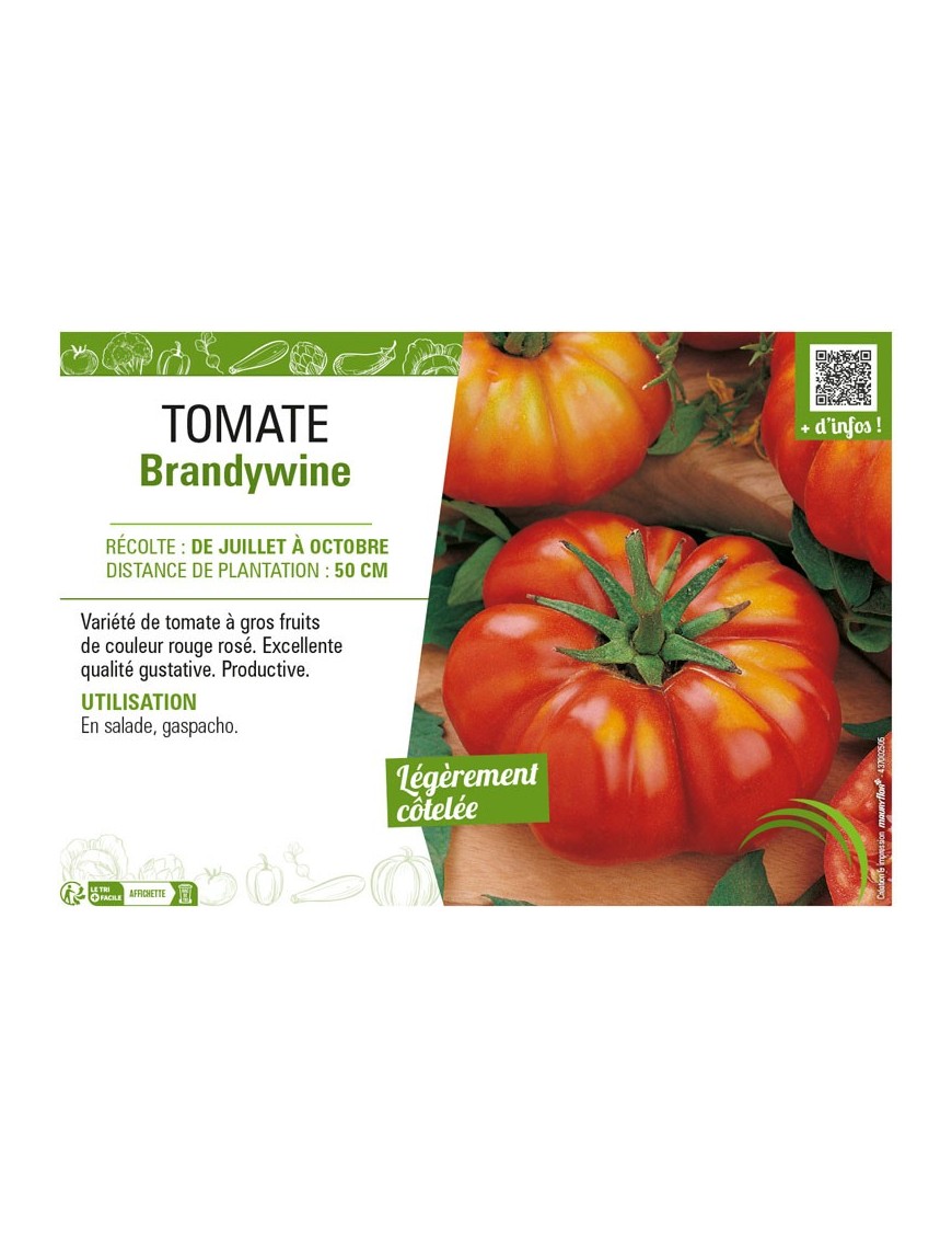 TOMATE BRANDYWINE