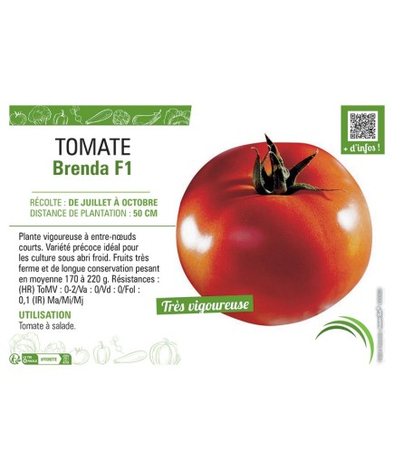 TOMATE BRENDA F1