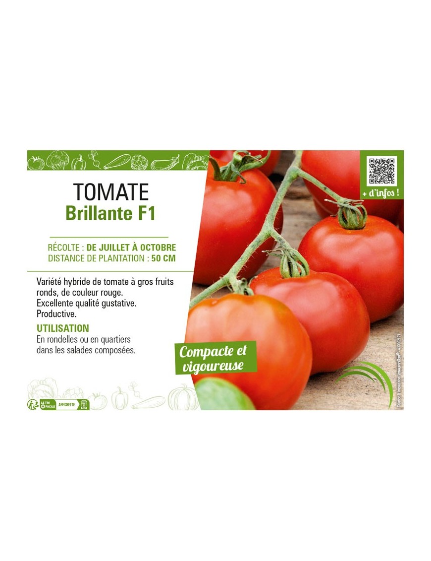 TOMATE BRILLANTE F1