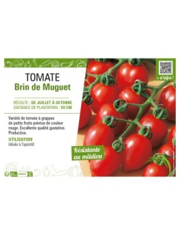 TOMATE BRIN DE MUGUET