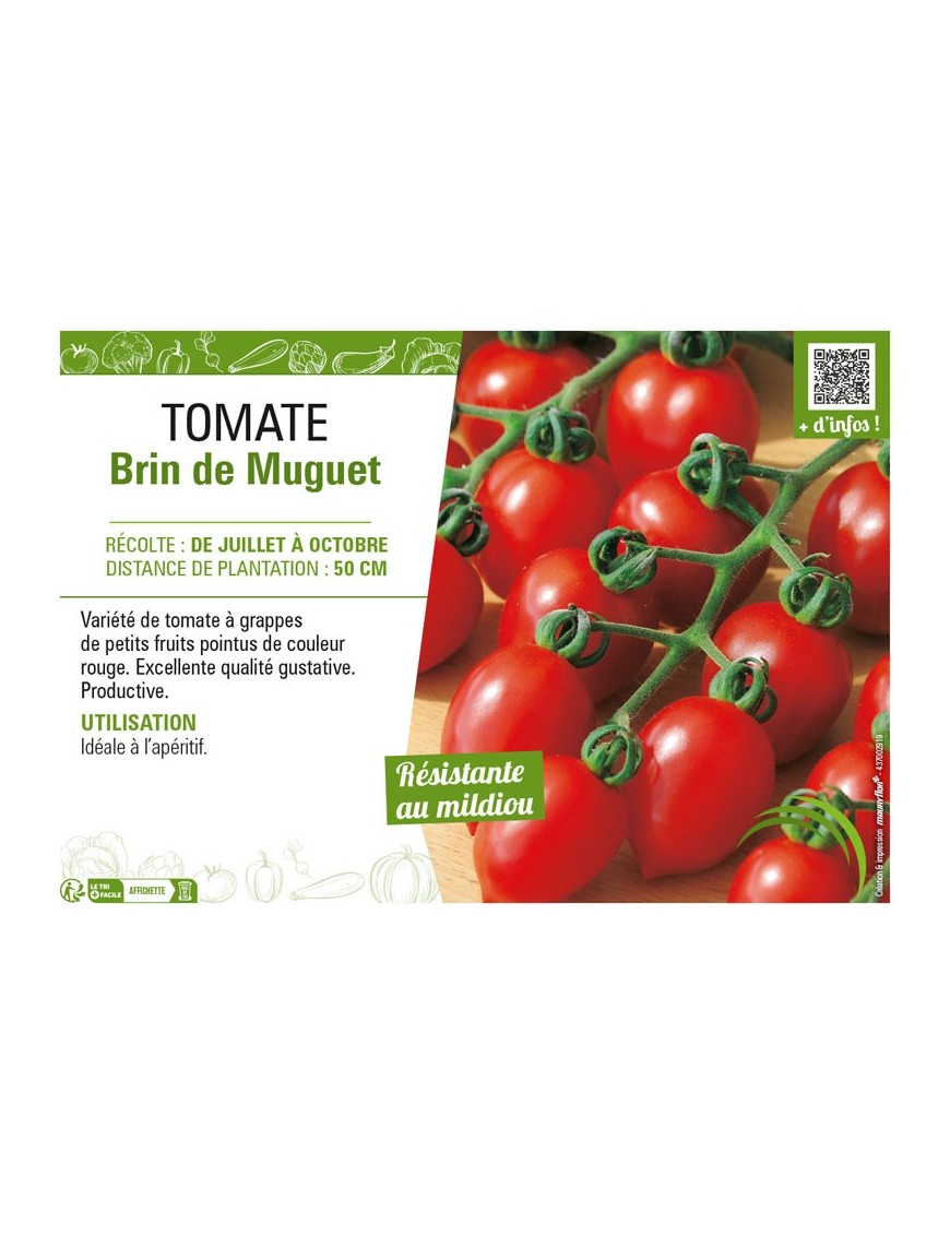 TOMATE BRIN DE MUGUET
