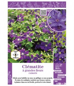 CLÉMATITE À GRANDES FLEURS (violet)