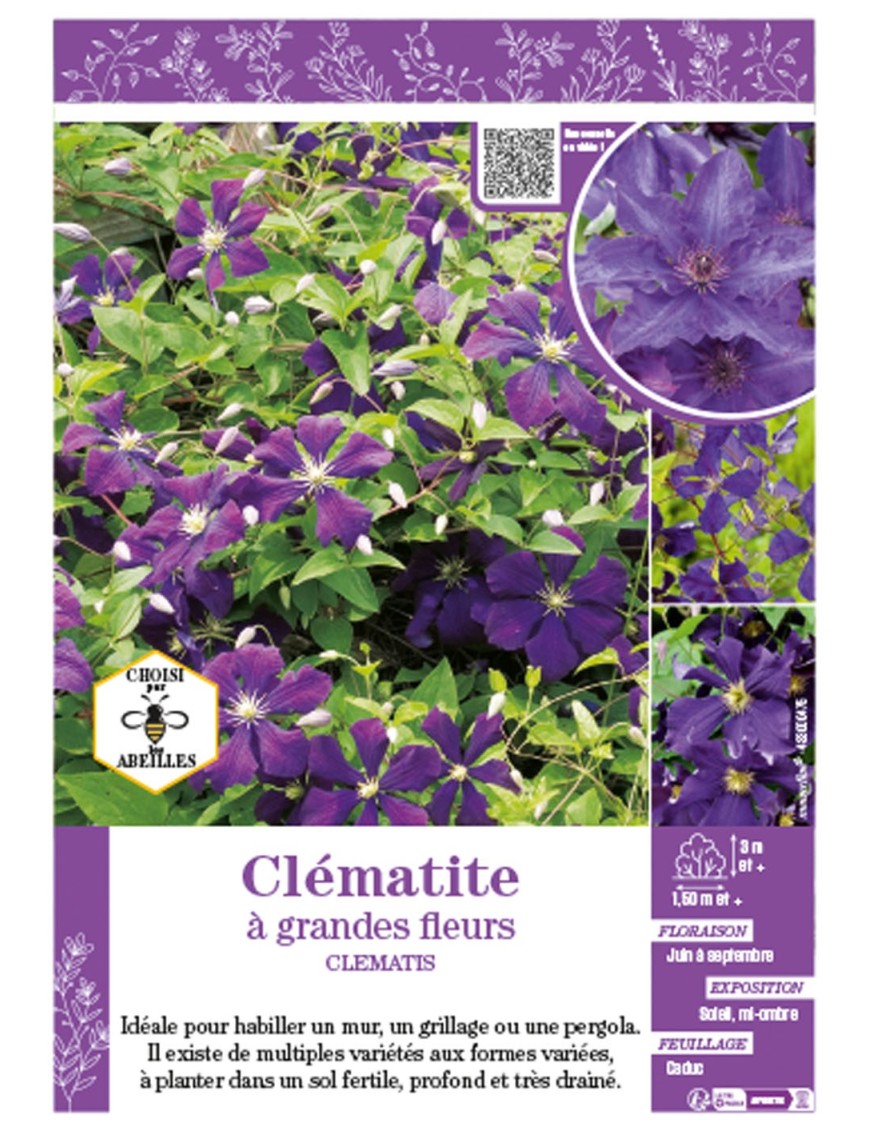 CLÉMATITE À GRANDES FLEURS (violet)