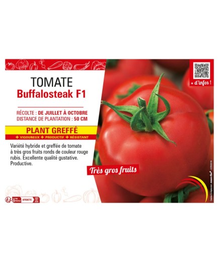 TOMATE BUFFALOSTEACK F1 Plant greffé