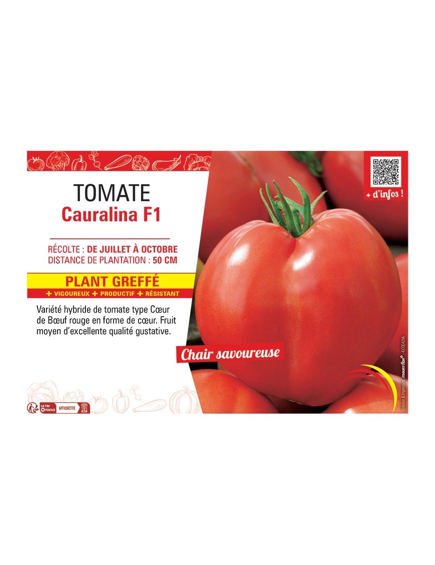 TOMATE CAURALINA F1 Plant greffé