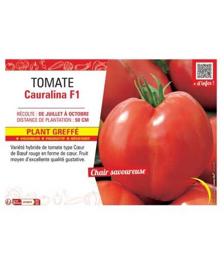 TOMATE CAURALINA F1 Plant greffé