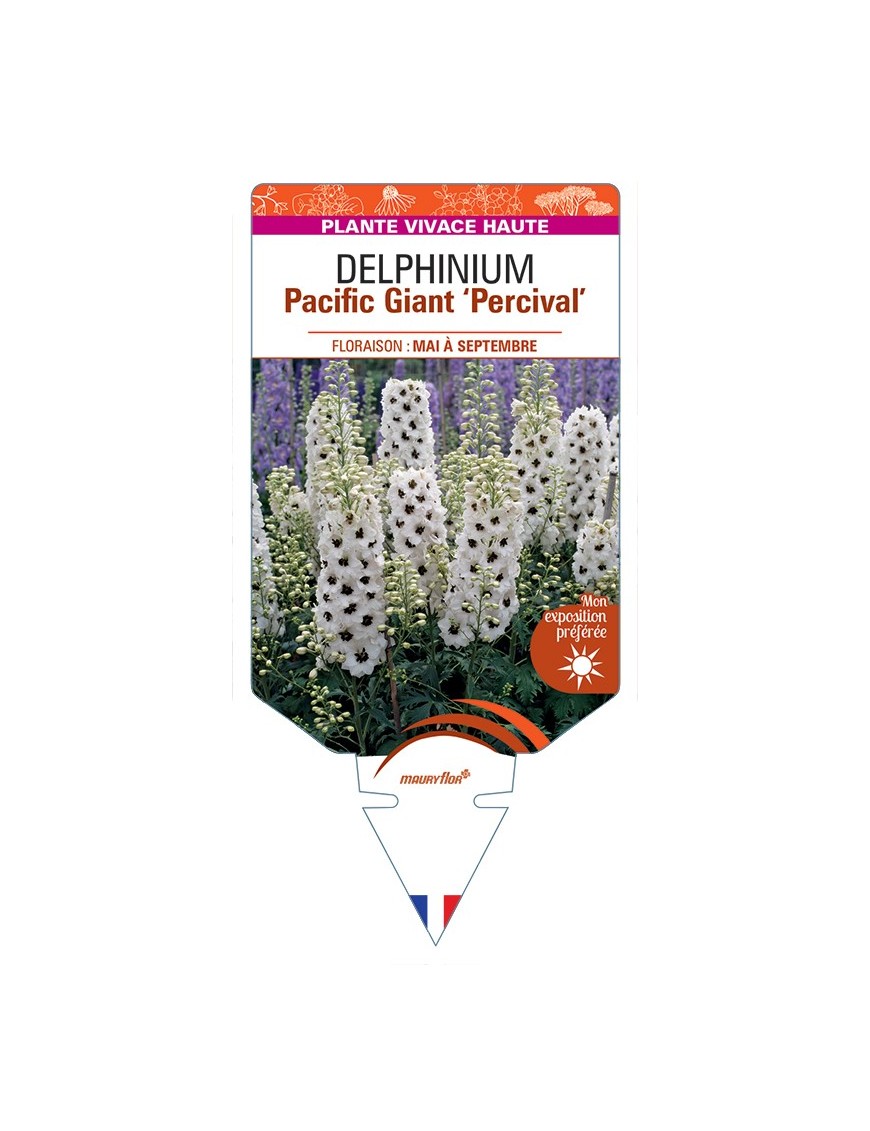 DELPHINIUM Pacific Giant Percival