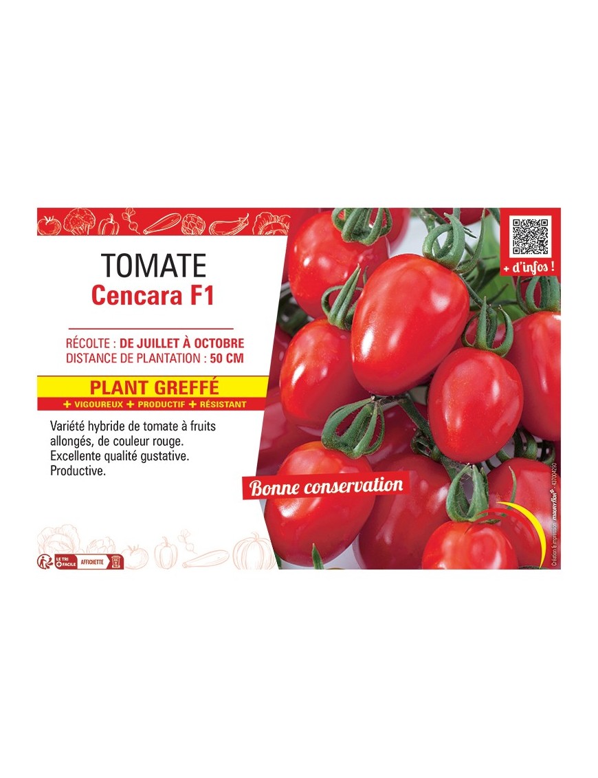 TOMATE CENCARA F1 Plant greffé