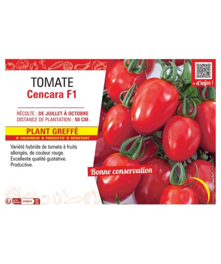 TOMATE CENCARA F1 Plant greffé