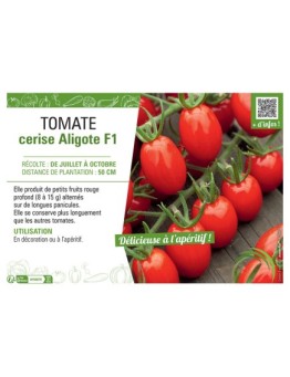 TOMATE CERISE ALIGOTE F1