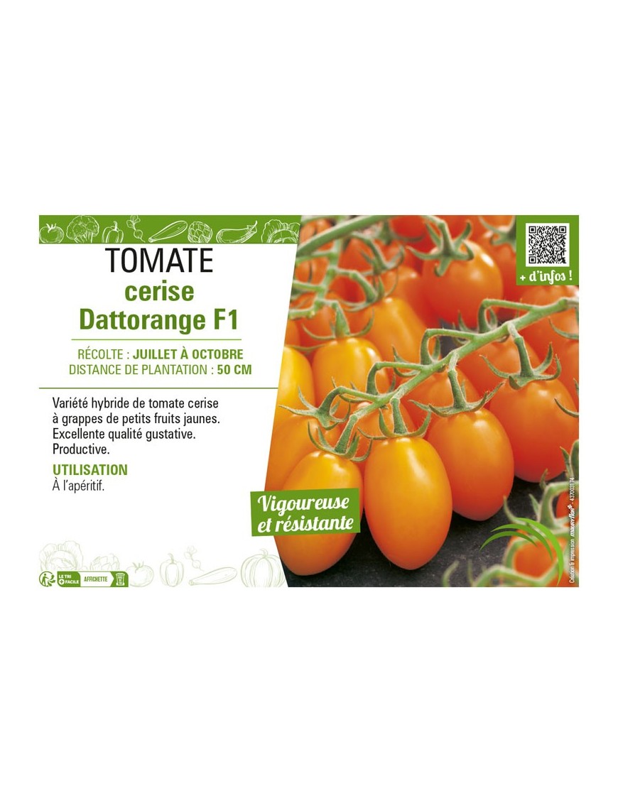 TOMATE CERISE DATTORANGE F1