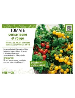 TOMATE CERISE JAUNE ET ROUGE