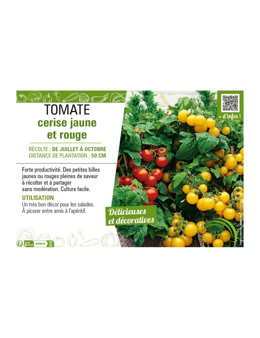 TOMATE CERISE JAUNE ET ROUGE