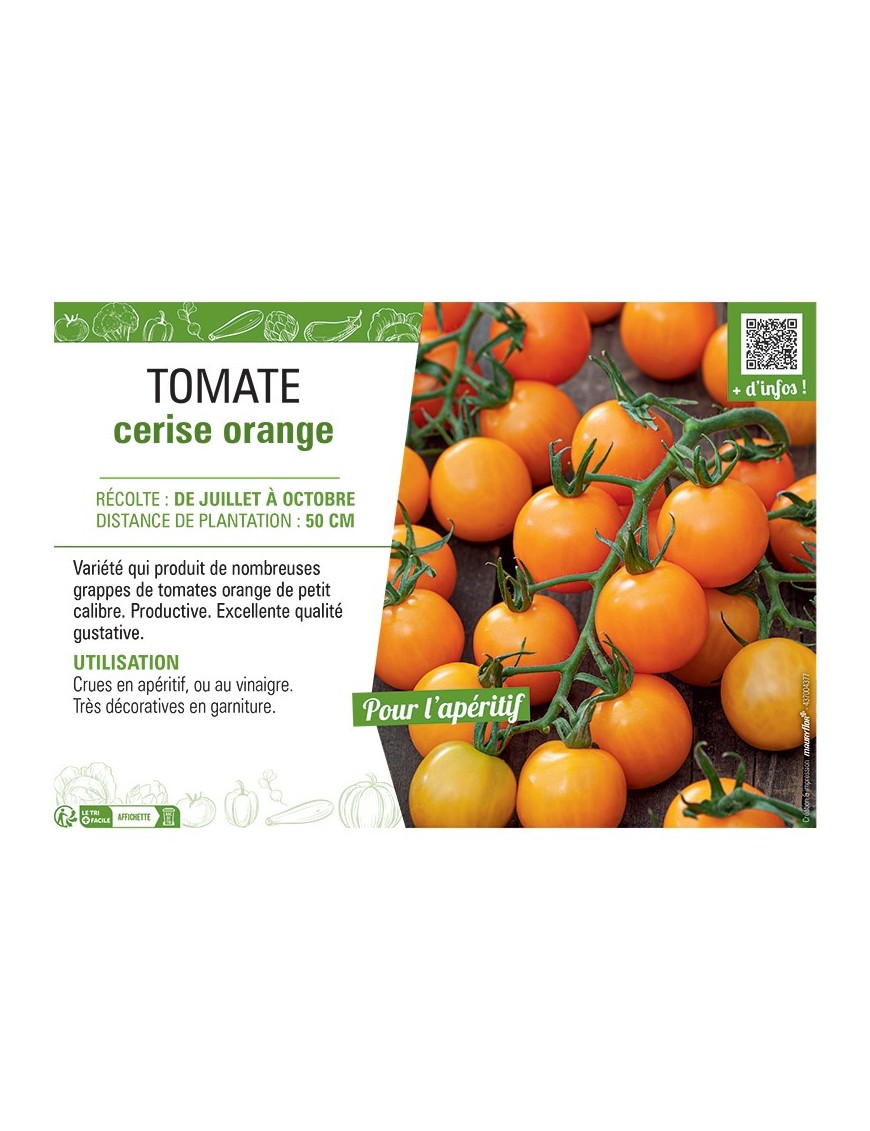 TOMATE CERISE ORANGE