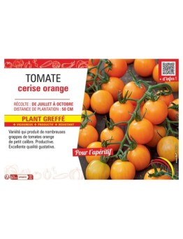 TOMATE CERISE ORANGE Plant greffé