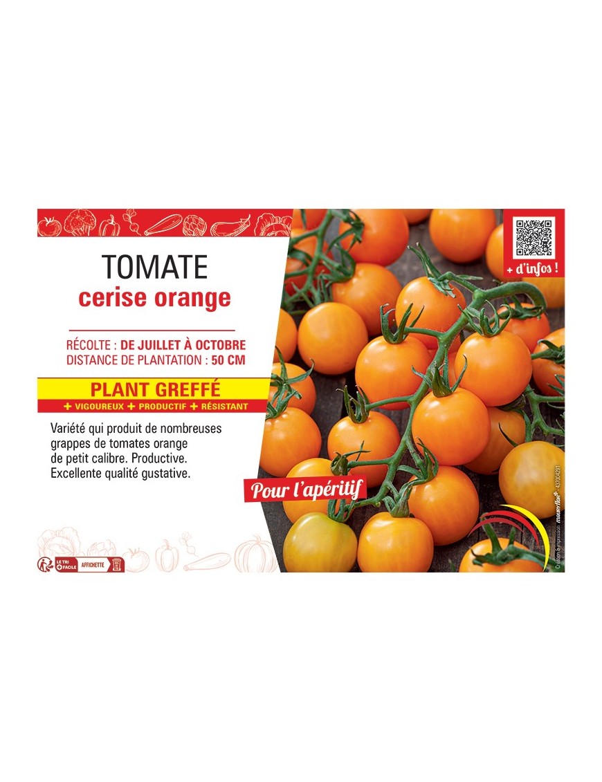TOMATE CERISE ORANGE Plant greffé