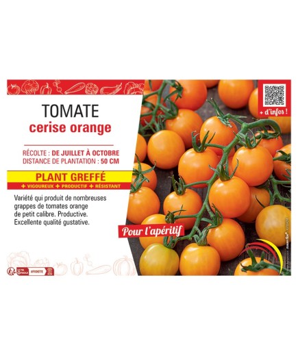 TOMATE CERISE ORANGE Plant greffé