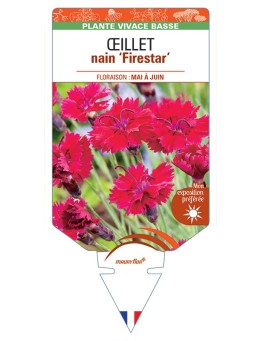 DIANTHUS alpinus Firestar voir Œillet nain