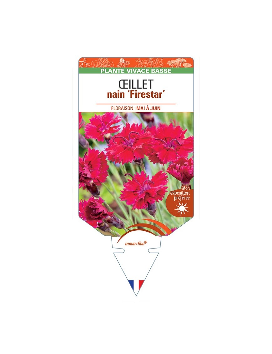 DIANTHUS alpinus Firestar voir Œillet nain