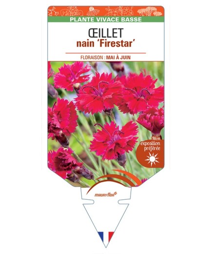 DIANTHUS alpinus Firestar voir Œillet nain