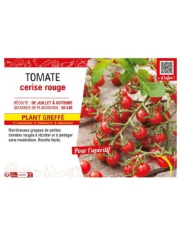 TOMATE CERISE ROUGE Plant greffé