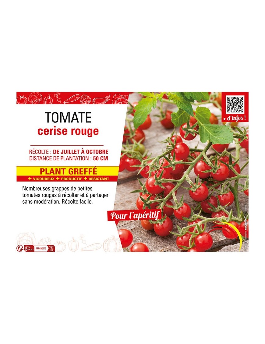 TOMATE CERISE ROUGE Plant greffé