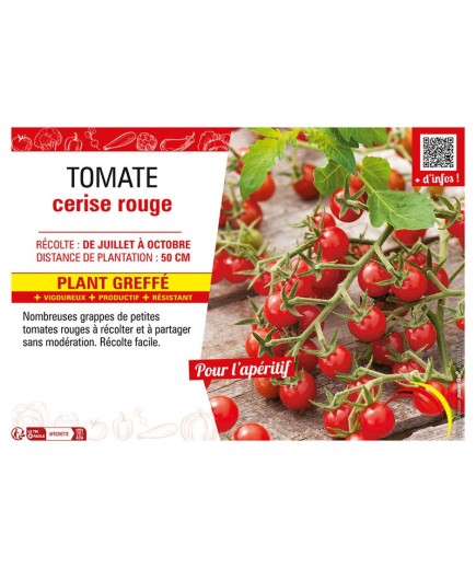 TOMATE CERISE ROUGE Plant greffé