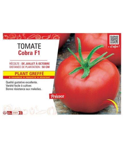 TOMATE COBRA F1 Plant greffé