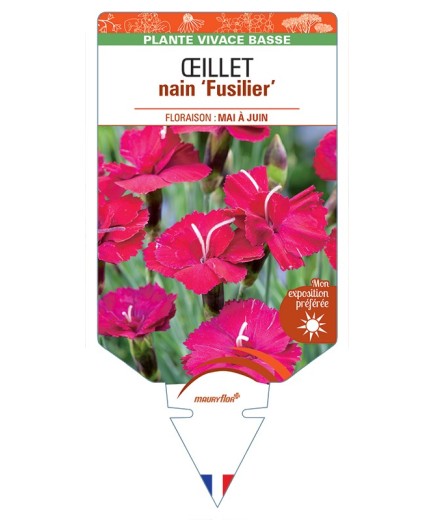 DIANTHUS alpinus Fusilier voir Œillet nain