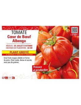 TOMATE CŒUR DE BŒUF ALBENGA Plant greffé