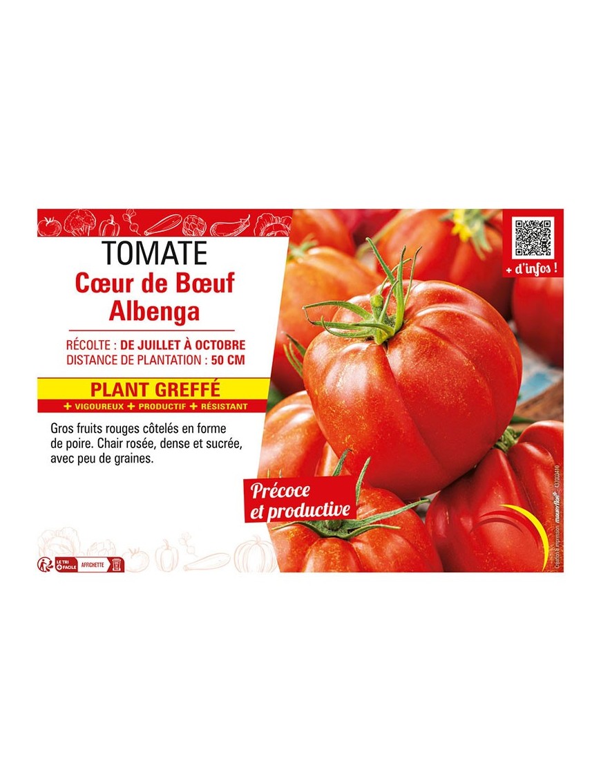 TOMATE CŒUR DE BŒUF ALBENGA Plant greffé