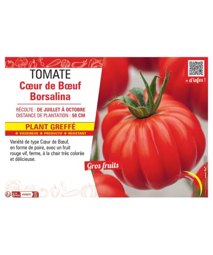 TOMATE CŒUR DE BŒUF BORSALINA Plant greffé