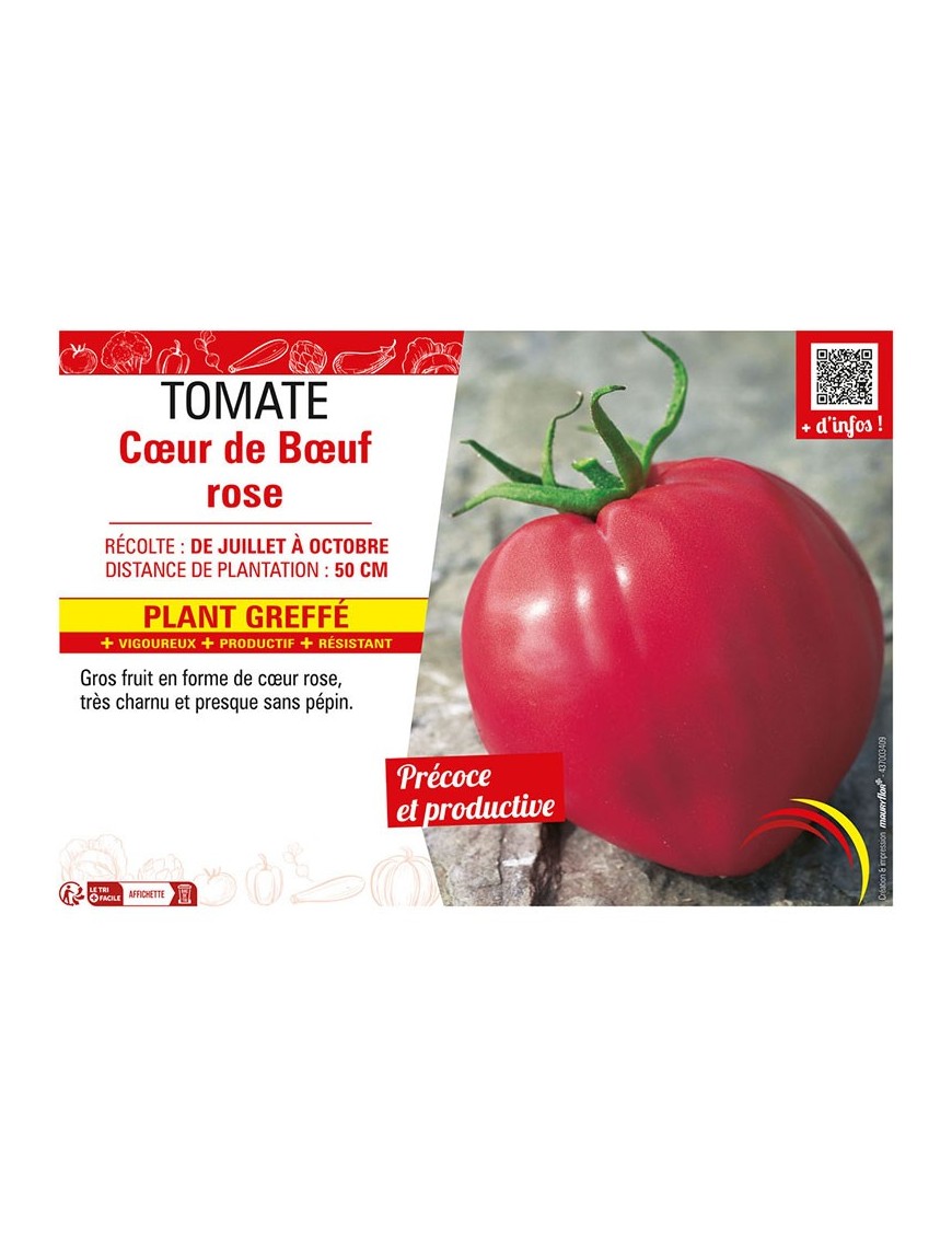TOMATE CŒUR DE BŒUF ROSE Plant greffé