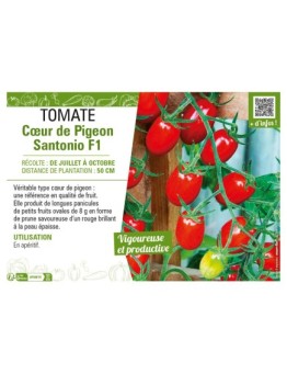 TOMATE CŒUR DE PIGEON SANTONIO F1